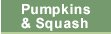 Pumpkins, Squash Info