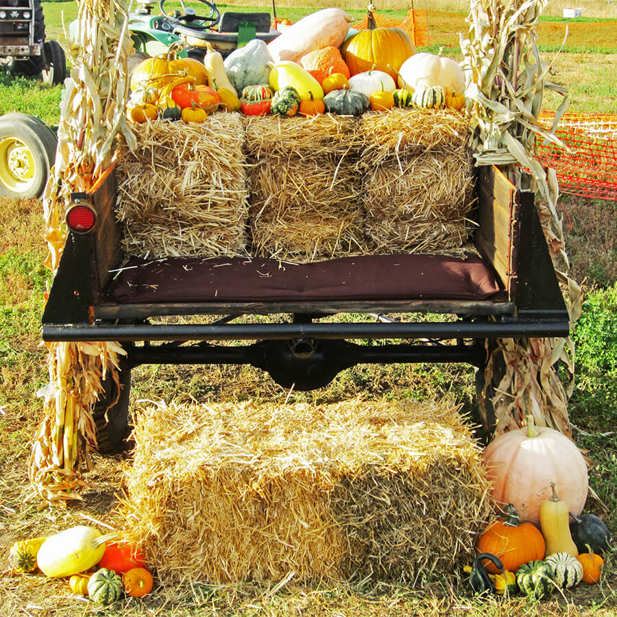 pumpkins gourds squash utah