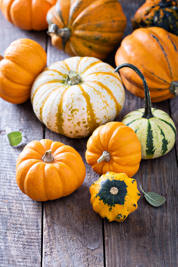 pumpkins-gourds-squash-utah – Pack Farms